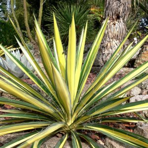Variegated Adam's Needle (Yucca filamentosa 'Color Guard') - 2 gallon
