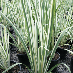 Variegated Japanese Iris (Iris ensata 'Variegata') - 1 gallon