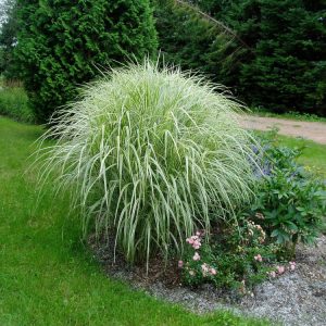 Variegated Maiden Grass (Miscanthus sinensis 'Variegata') - 3 gallon