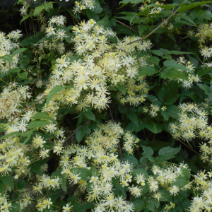 Virgin's Bower Clematis (Clematis virginiana) - 1 gallon