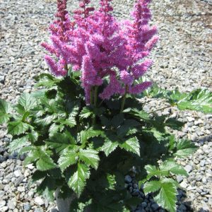 Vision In Purple Astilbe (Astilbe chinensis 'Visions in Purple') - 1 gallon