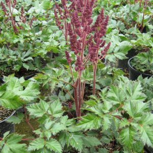 Vision In Red Astilbe (Astilbe chinensis 'Visions in Red') - 1 gallon