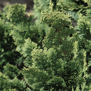 Wells Special Hinoki Cypress (Chamaecyparis obtusa 'Wells') - 3 gallon 18"