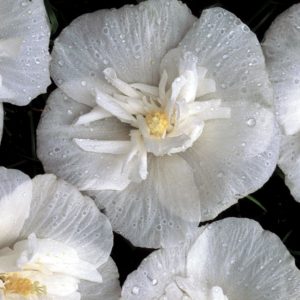 White Chiffon® Rose of Sharon (Hibiscus syriacus 'Notwoodtwo') - 3 gallon 18"