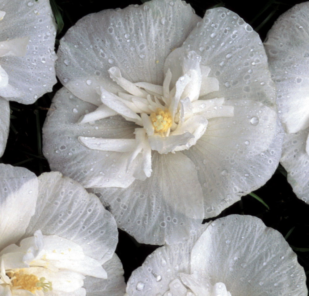 White Chiffon® Rose of Sharon (Hibiscus syriacus 'Notwoodtwo') - 3 gallon 18"