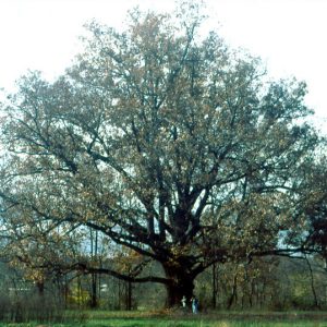White Oak (Quercus alba) - 3 gallon