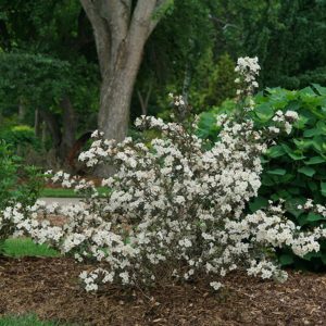 Wine & Spirits® Weigela (Weigela florida 'Wine and Spirits') - 3 gallon 15"