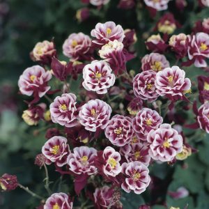 Winky Double Red & White Columbine (Aquilegia 'Winky Dbl Red & White') - 1 gallon