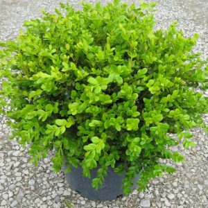 Winter Gem Boxwood (Buxus microphylla 'Winter Gem') - 3 gallon 15"