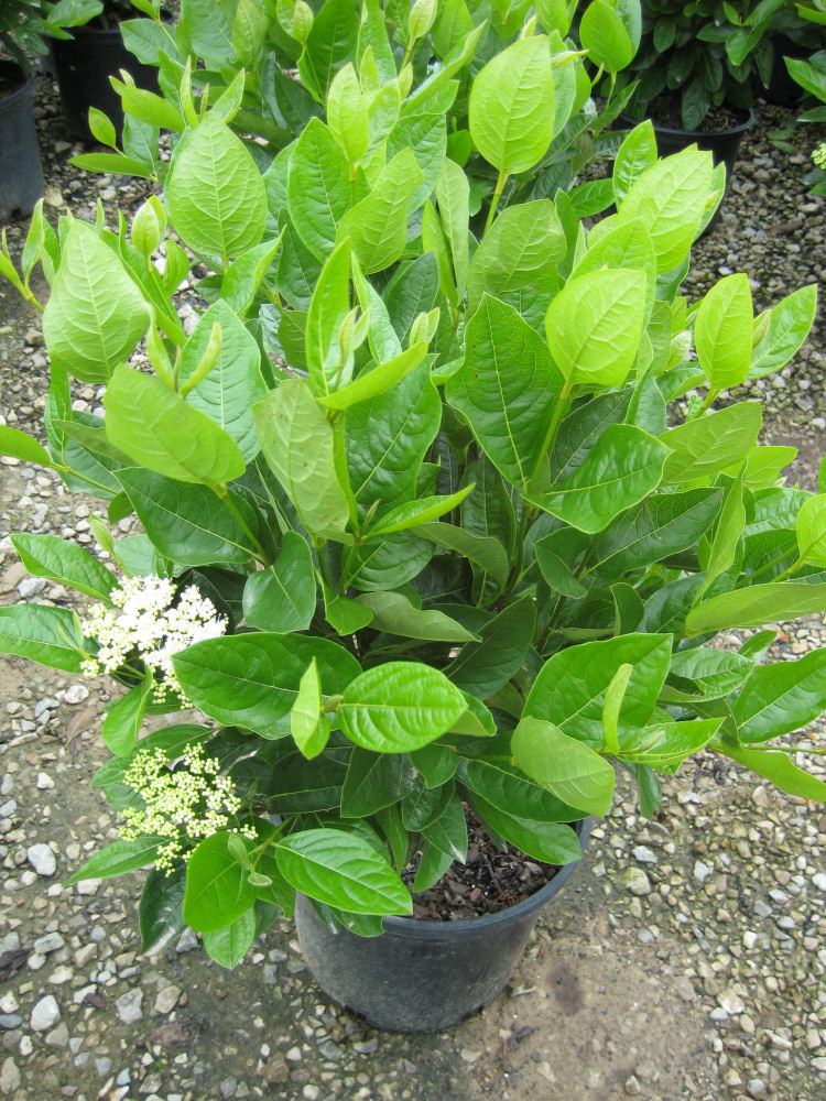 Winterthur Viburnum (Viburnum nudum 'Winterthur') - 3 gallon 15-18"