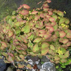 Yellow Barrenwort (Epimedium x perralchinum 'Frohnleiten') - 1 gallon