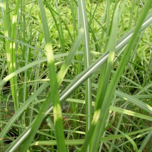 Zebra Grass (Miscanthus sinensis 'Zebrinus') - 1 gallon
