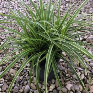 Ice Dance Sedge (Carex morrowii 'Ice Dance') - 1 gallon