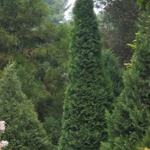 North Pole® Arborvitae (Thuja occidentalis 'Art Boe') - 3 gallon 24"