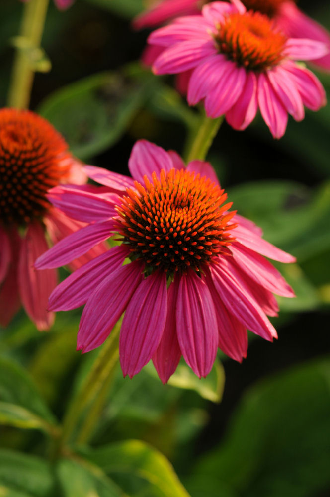 Powwow Wild Berry Coneflower (Echinacea purpurea 'PowWow Wild Berry') - half gallon