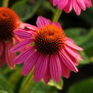 Powwow Wild Berry Coneflower (Echinacea purpurea 'PowWow Wild Berry') - half gallon