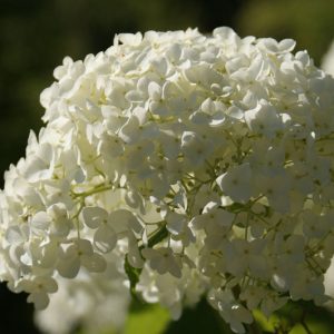 Annabelle Smooth Hydrangea (Hydrangea arborescens 'Annabelle') - QT