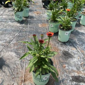 Sunseekers® Orange Coneflower (Echinacea SunSeekers Orange ('Apecssior'PBR)) - QT